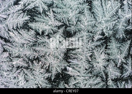 Cristaux de glace sur fenêtre, Dinero, Lake Corpus Christi, Texas, États-Unis Du Sud Banque D'Images