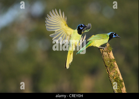 (Cyanocorax yncas Jay vert), paire, Dinero, Lake Corpus Christi, Texas, États-Unis Du Sud Banque D'Images