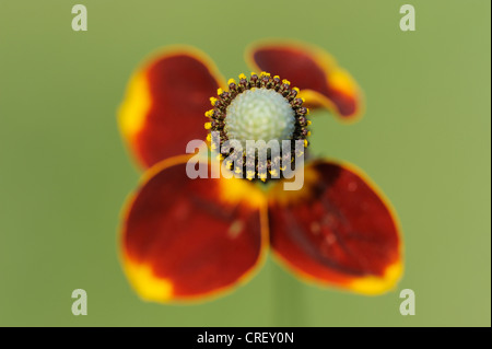 Mexican Hat (Ratibida columnaris), blooming, Dinero, Lake Corpus Christi, Texas, États-Unis Du Sud Banque D'Images