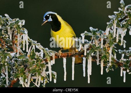 (Cyanocorax yncas Jay vert), des profils perché sur icy Agarita (Berberis trifoliolata) Direction générale, Dinero, Lake Corpus Christi, Texas Banque D'Images