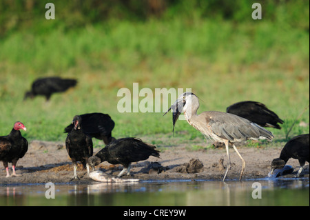 Grand Héron (Ardea herodias), des profils avec les poissons proies parmi les vautours, Dinero, Lake Corpus Christi, Texas, États-Unis Du Sud Banque D'Images