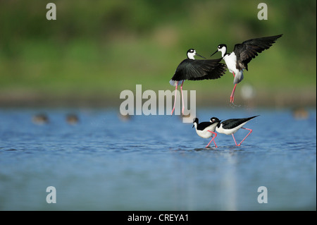 Échasse d'Amérique (Himantopus mexicanus), deux couples combats, Dinero, Lake Corpus Christi, Texas, États-Unis Du Sud Banque D'Images