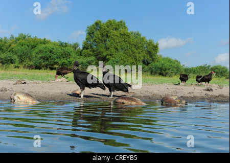 Urubu noir (Coragyps atratus), les adultes de manger des poissons morts, Dinero, Lake Corpus Christi, Texas, États-Unis Du Sud Banque D'Images