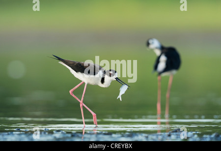 Échasse d'Amérique (Himantopus mexicanus), des profils avec des poissons proies, Dinero, Lake Corpus Christi, Texas, États-Unis Du Sud Banque D'Images