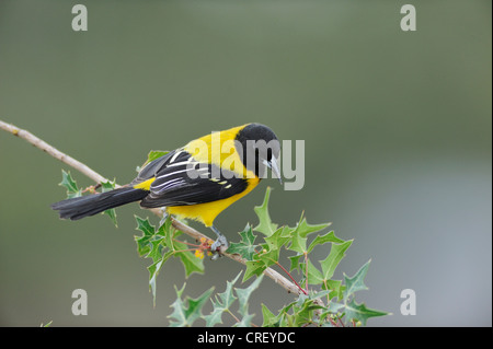 L'Audubon graduacauda (adultes), perché, Dinero, Lake Corpus Christi, Texas, États-Unis Du Sud Banque D'Images
