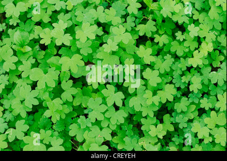 Wood-Sorrel jaune (Oxalis dillenii), feuilles fraîches au printemps, Dinero, Lake Corpus Christi, Texas, États-Unis Du Sud Banque D'Images