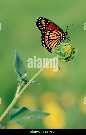Papillon vice-roi (Limenitis archippe), adulte perché sur le tournesol bud, Dinero, Lake Corpus Christi, Texas, États-Unis Du Sud Banque D'Images