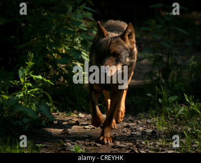 Loup ibérique walking in forest Banque D'Images