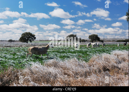 Les terres agricoles avec des moutons après la pluie de glace, Dinero, Lake Corpus Christi, Texas, États-Unis Du Sud Banque D'Images