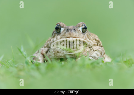 Texas (Bufo speciosus), portrait adultes, Dinero, Lake Corpus Christi, Texas, États-Unis Du Sud Banque D'Images