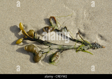 Bladderrack (Fucus vesiculosus), sur la plage, Pays-Bas, Ameland Banque D'Images