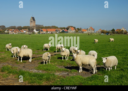 Le mouton domestique (Ovis ammon f. bélier), moutons en face de Hollum village avec église, Pays-Bas, Ameland Banque D'Images