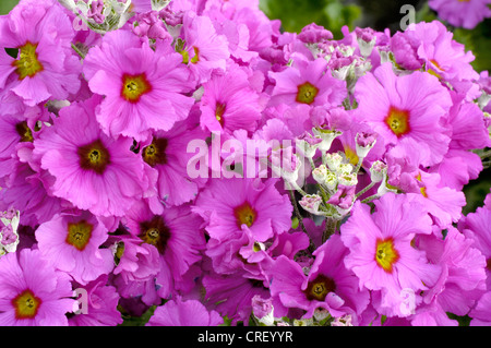 Primrose Primula malacoides fée (Prima 'Lilac', Primula malacoides lilas en fleurs Prima), Banque D'Images