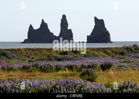 Lupin, Nootka Alaska le lupin (Lupinus nootkatensis), rock formation près de Vik avec lupin dans l'avant-plan, l'Islande, Vik Banque D'Images