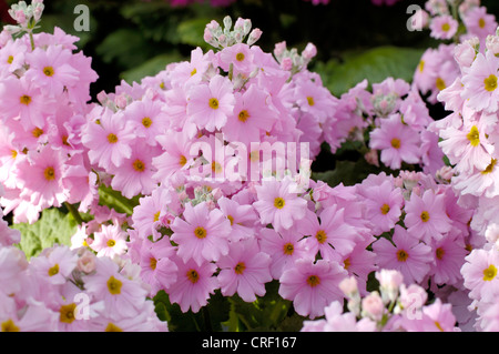 Primrose Primula malacoides fée (Prima 'amélioré' Rose, Primula malacoides Rose Prima améliorés), blooming Banque D'Images