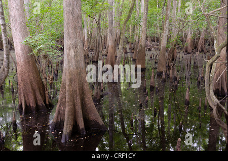 Forêt de cyprès à Manatee Springs State Park, Chiefland, Floride Banque D'Images