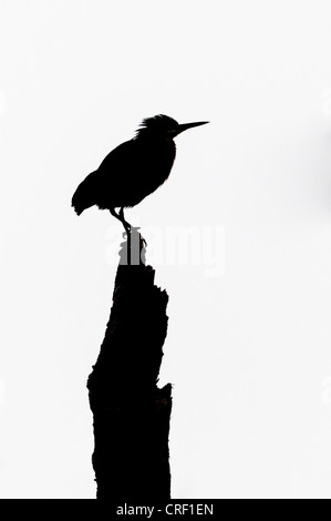 Le Héron vert Silhouette, Okefenokee National Wildlife Refuge, Folkston, Géorgie Banque D'Images