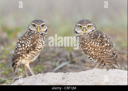 Burrowing Owl perching paire Floride à burrow, Cape Coral, Florida Banque D'Images