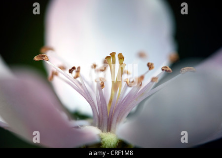 Cognassier commun (Juniperus communis), fleur, Allemagne, Bade-Wurtemberg Banque D'Images