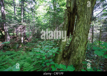 Vieux bouleau jaune dans la forêt de feuillus sur le flanc du Mont Bleu dans Kinsman encoche des Montagnes Blanches du New Hampshire, USA Banque D'Images