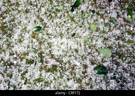 Je vous salue avec des feuilles sur un pré, l'Allemagne, Bade-Wurtemberg, Eberbach Banque D'Images