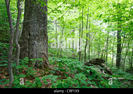 Vieux bouleau jaune dans la forêt de feuillus sur le flanc du Mont Bleu dans Kinsman encoche des Montagnes Blanches du New Hampshire, USA Banque D'Images