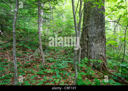 Vieux bouleau jaune dans la forêt de feuillus sur le flanc du Mont Bleu dans Kinsman encoche des Montagnes Blanches du New Hampshire, USA Banque D'Images