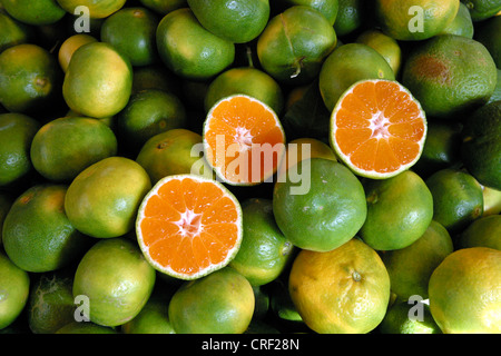 Le mandarin, la mandarine (Citrus reticulata), egocentrique fruits, Turquie, Antalya Banque D'Images