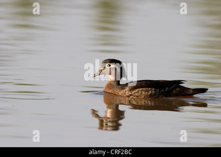 Femme Canard branchu (Aix sponsa) River-Chester sur James, Virginie Banque D'Images