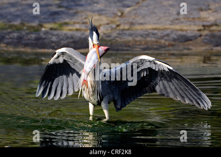 Héron cendré (Ardea cinerea), pris avec le gardon Rutilus rutilus Banque D'Images