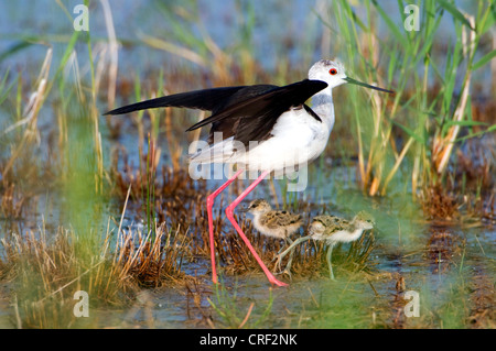 Black-winged Stilt (Himantopus himantopus), avec les poussins, l'Autriche, Burgenland, le parc national de Neusiedler See Banque D'Images