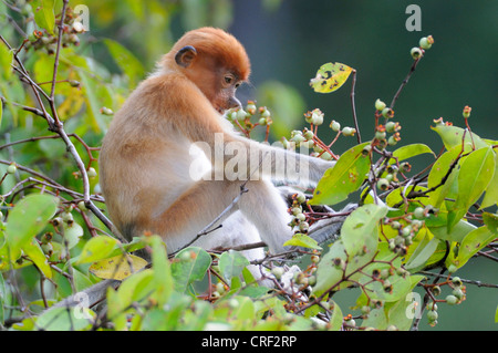 Proboscis Monkey (Nasalis larvatus), les jeunes d'alimentation individuelles, l'Indonésie, Bornéo, Tanjung Puting Parc National Banque D'Images