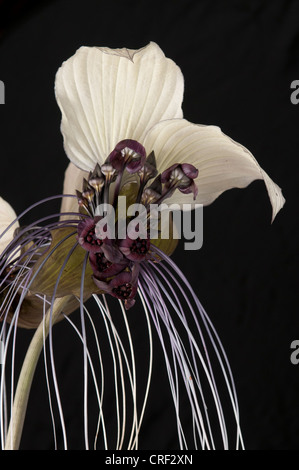 Tacca integrifolia ou blanc bat fleur sur fond noir. Aussi connus comme les chats moustaches. Banque D'Images