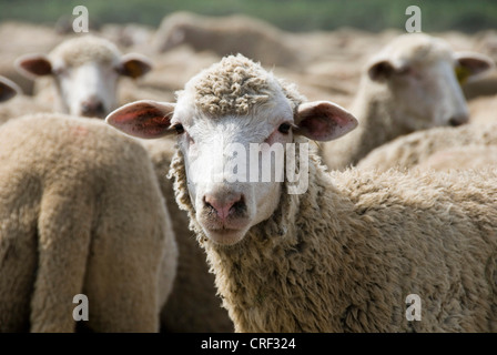 Le mouton domestique (Ovis ammon f. bélier), troupeau de moutons, France, Camargue Banque D'Images