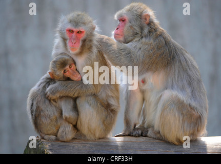 Macaque japonais, snow monkey (Macaca fuscata), trois personnes Banque D'Images