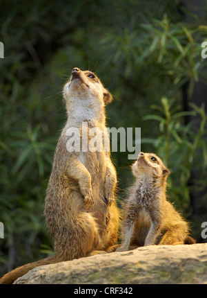 À queue fine, suricate (Suricata suricatta) suricates, avec pup Banque D'Images
