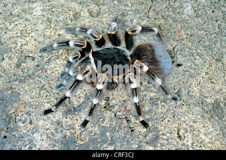 Acanthoscurria geniculata smithi (blanc), assis sur un rocher Banque D'Images