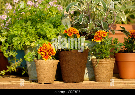 Oeillet d'Inde (Tagetes patula), les jeunes plantes en pots, tagetes Banque D'Images