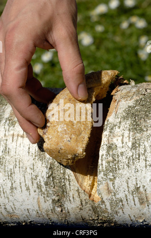 Shiitake (Lentinula edodes), la préparation à l'élevage de champignons shiitake, substrat de la mise en un tronc de bouleau Banque D'Images