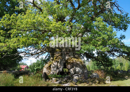 Chêne (Quercus spec.), Rumskulla Kvill Chêne, chêne, le plus vieil arbre de la Suède, Suède, Pays-Bas, Rumskulla Banque D'Images