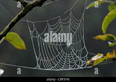 L'automne (orbweaver Meta segmentata, Metellina segmentata), Spider web avec dewdrops Banque D'Images