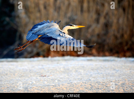 Héron cendré (Ardea cinerea), battant Banque D'Images