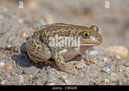 Crapaud commun, le crapaud de l'ail (Pelobates fuscus), sur le sable Banque D'Images