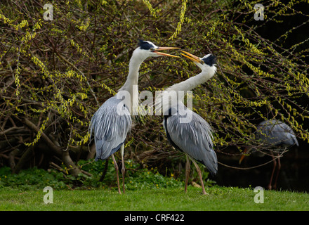 Héron cendré (Ardea cinerea), deux personnes se battre Banque D'Images