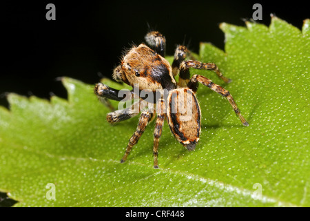 Zodariidae (Evarcha falcata), de l'emplacement sur une feuille, homme Banque D'Images