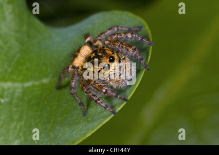 (Carrhotus xanthogramma thomisidae, Carrhotus bicolor), de l'emplacement sur une feuille, femme Banque D'Images