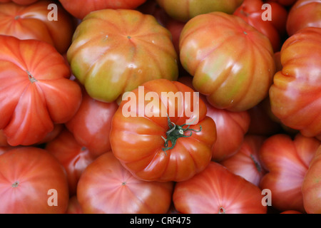 Jardin la tomate (Solanum lycopersicum, Lycopersicon esculentum), tomates sulcated Banque D'Images