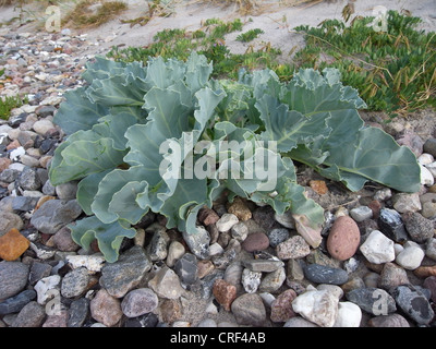 Sea-kale (Crambe maritima), de l'habitude, l'Allemagne, de la mer Baltique Mecklembourg-Poméranie-Occidentale, Banque D'Images