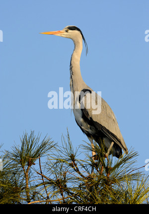 Héron cendré (Ardea cinerea), sur le pin Banque D'Images