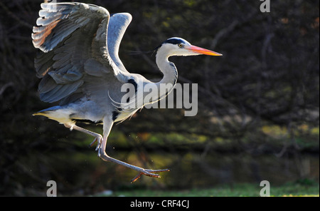 Héron cendré (Ardea cinerea), landing Banque D'Images